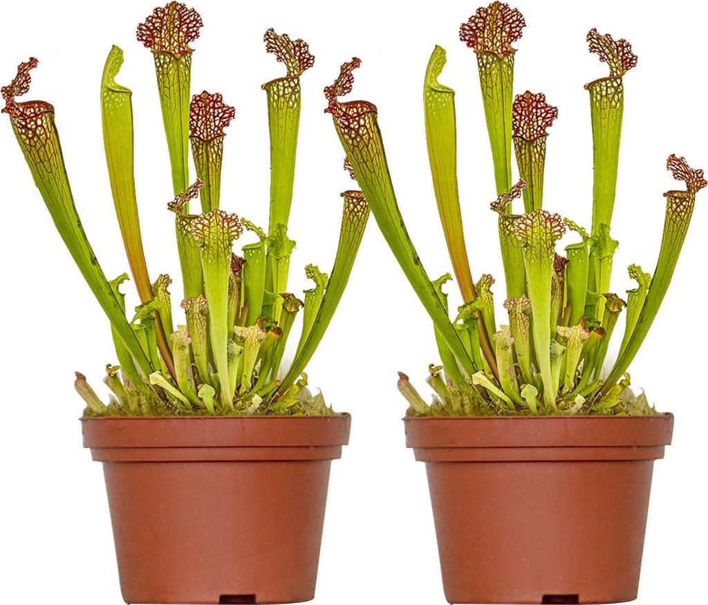 Bloomique - Lot de 2 - Sarracenia Juthatip Soper - Plante Image du produit 