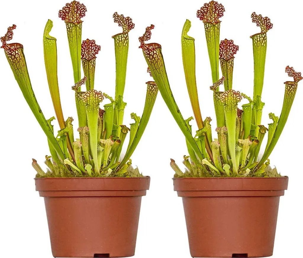 Bloomique Lot de 2 Sarracenia Juthatip Soper - Plante Carnivore Ø12cm