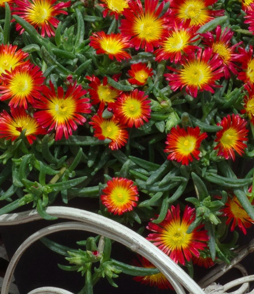 BALDUR-Garten Winterharte Eisblume Fire | Kaufland.de