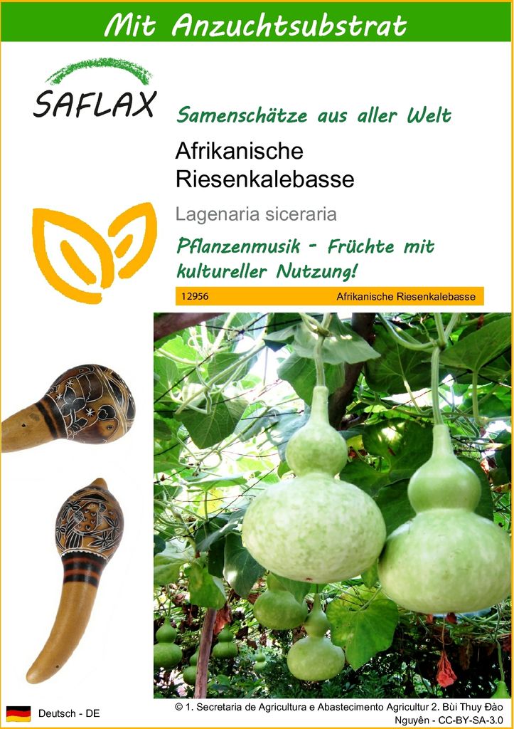 SAFLAX - Afrikanische Riesenkalebasse - Lagenaria siceraria Produktbild 