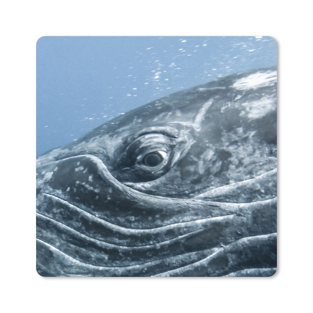 MuchoWow Mauspad Mousepad Wasser - Tiere - Buckelwal 20x20 cm - Mousepads - Maus Mat - Pad - Mausunterlage - Desk Mat - Bureauartikeln