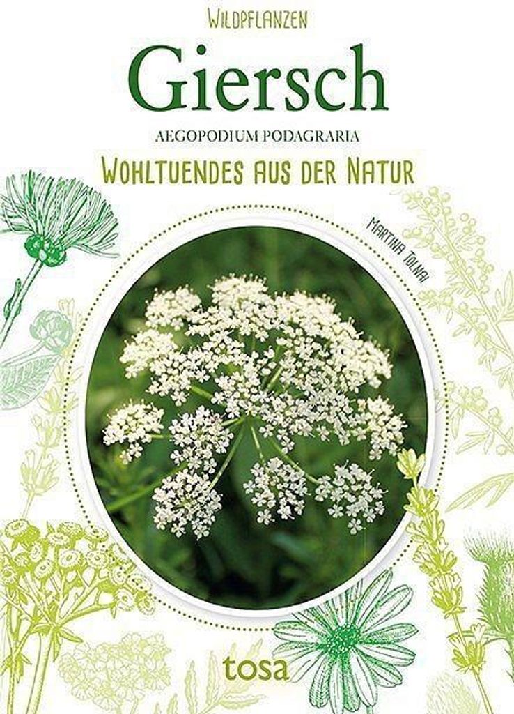 Giersch - Aegopodium Podagraria Produktbild 