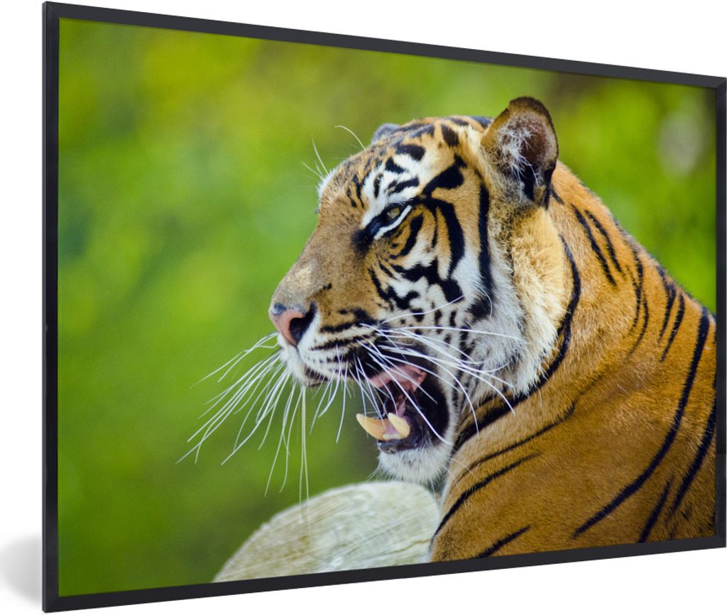 MuchoWow Gerahmtes Poster Tiger - Natur - Kopf 90x60 cm - Poster mit Schwarzem Bilderrahmen Wandposter Rahmen Foto Bilder - Fotorahmen - Foto-Plakat