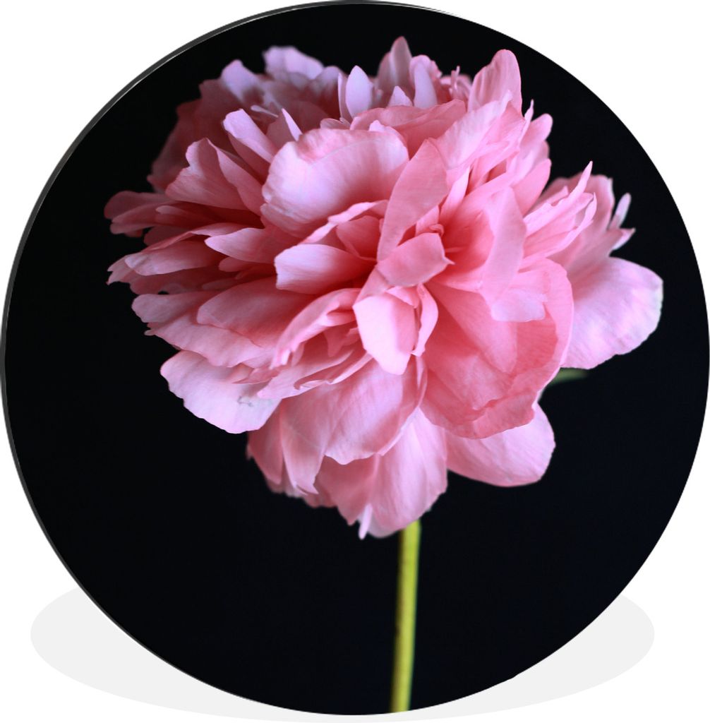 MuchoWow Aluminium Wandkreis Rosa Pfingstrose in Blüte Ø 60 cm Wanddeko Modern Wohnzimmer - Wand Kreis - Wandbild - Schlafzimmer - Aluminium Bi...