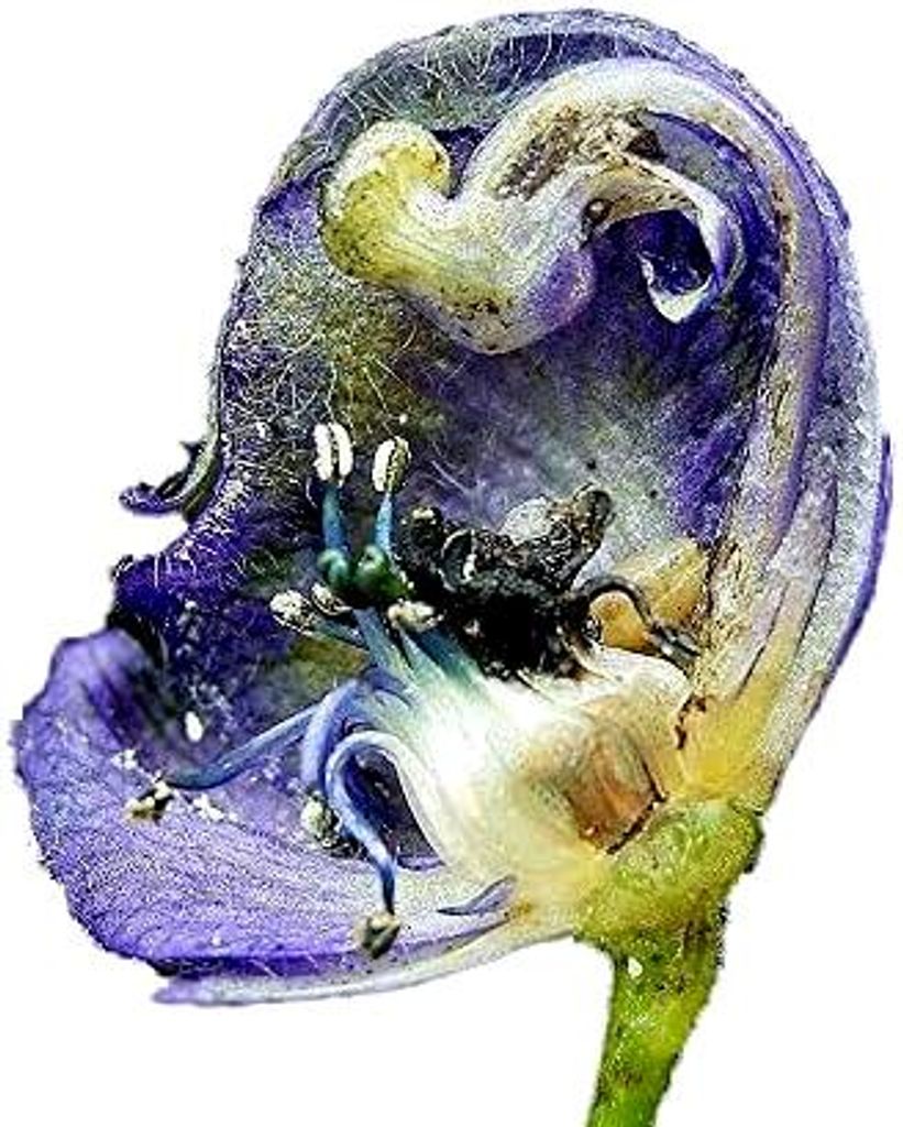 100 Samen Echter Blauer Eisenhut - Aconitum napellus - Produktbild 