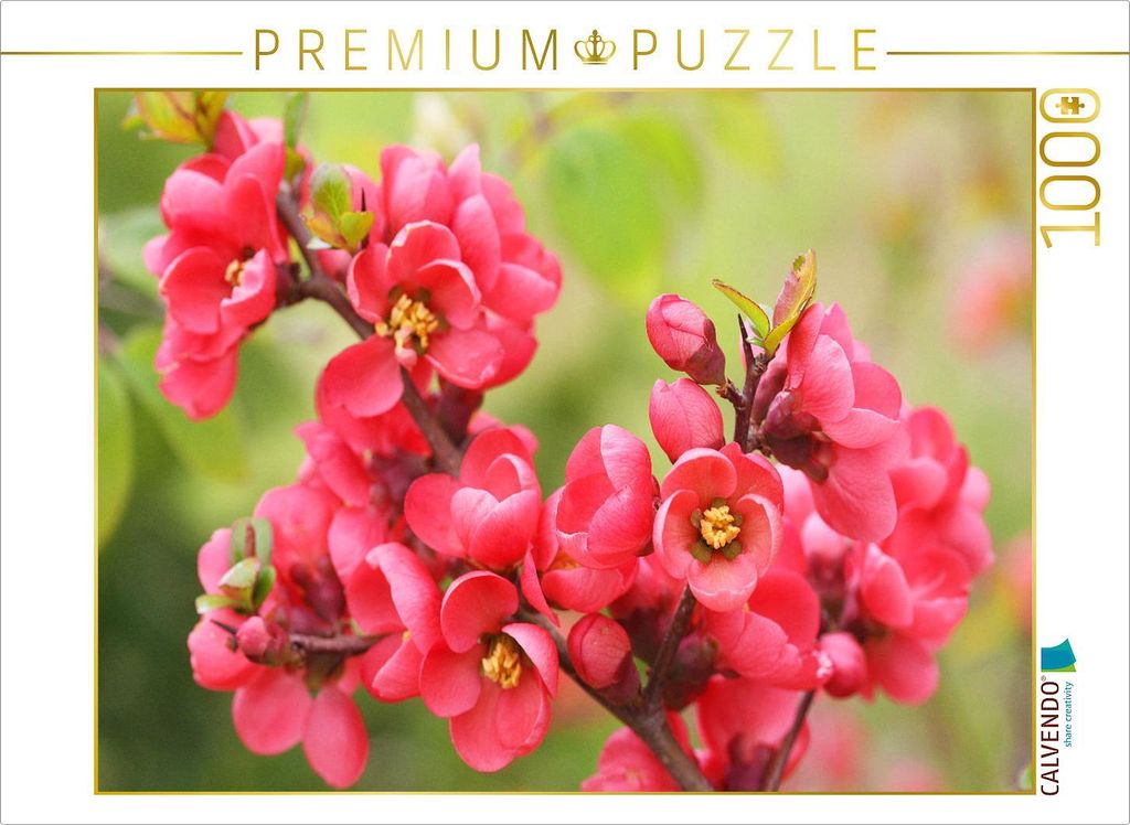 CALVENDO Puzzle Blühende Japanische Zierquitte | 1000 Teile Lege-Größe 64x48cm Foto-Puzzle für glückliche Stunden