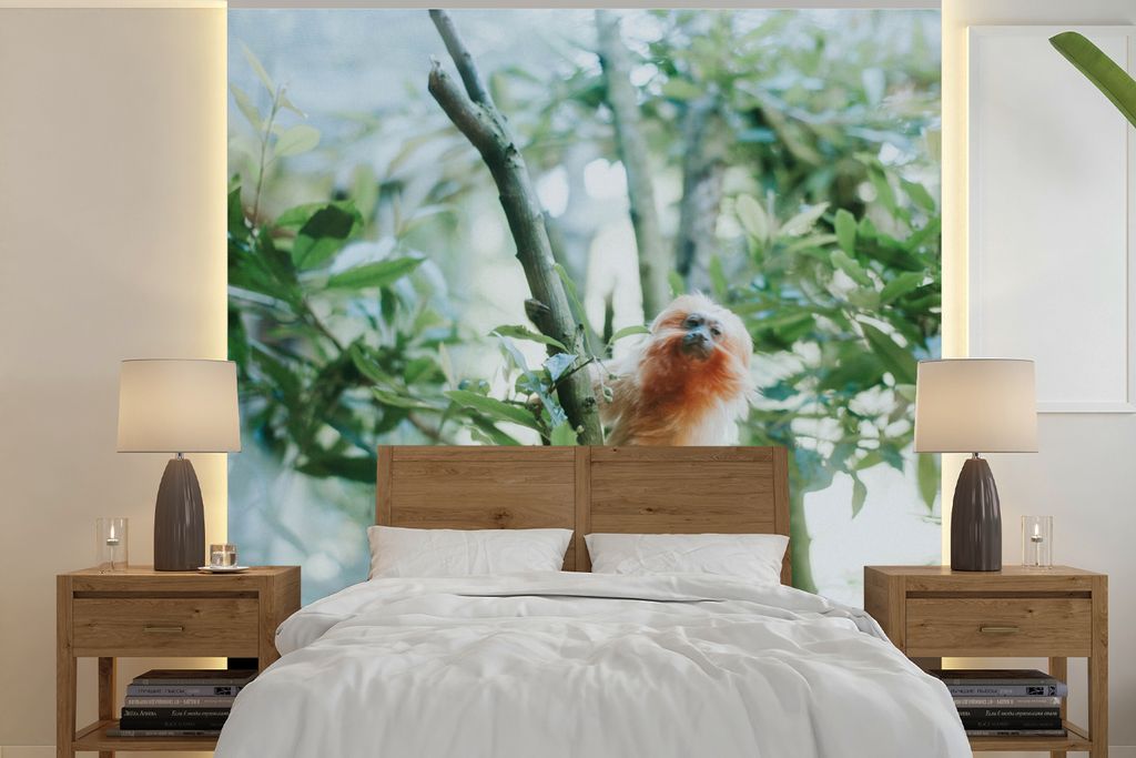MuchoWow Fototapete für Wohnzimmer oder Schlafzimmer Wandtapete Vinyl Motivtapete Zwergseidenäffchen im Baum - 260x260 cm - Papiertapeten