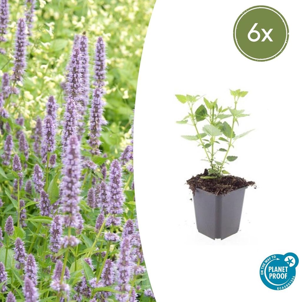 Agastache 'Blue Fortune' | 6 Stücke - 10-25cm - Ø9cm - Gartenpflanze