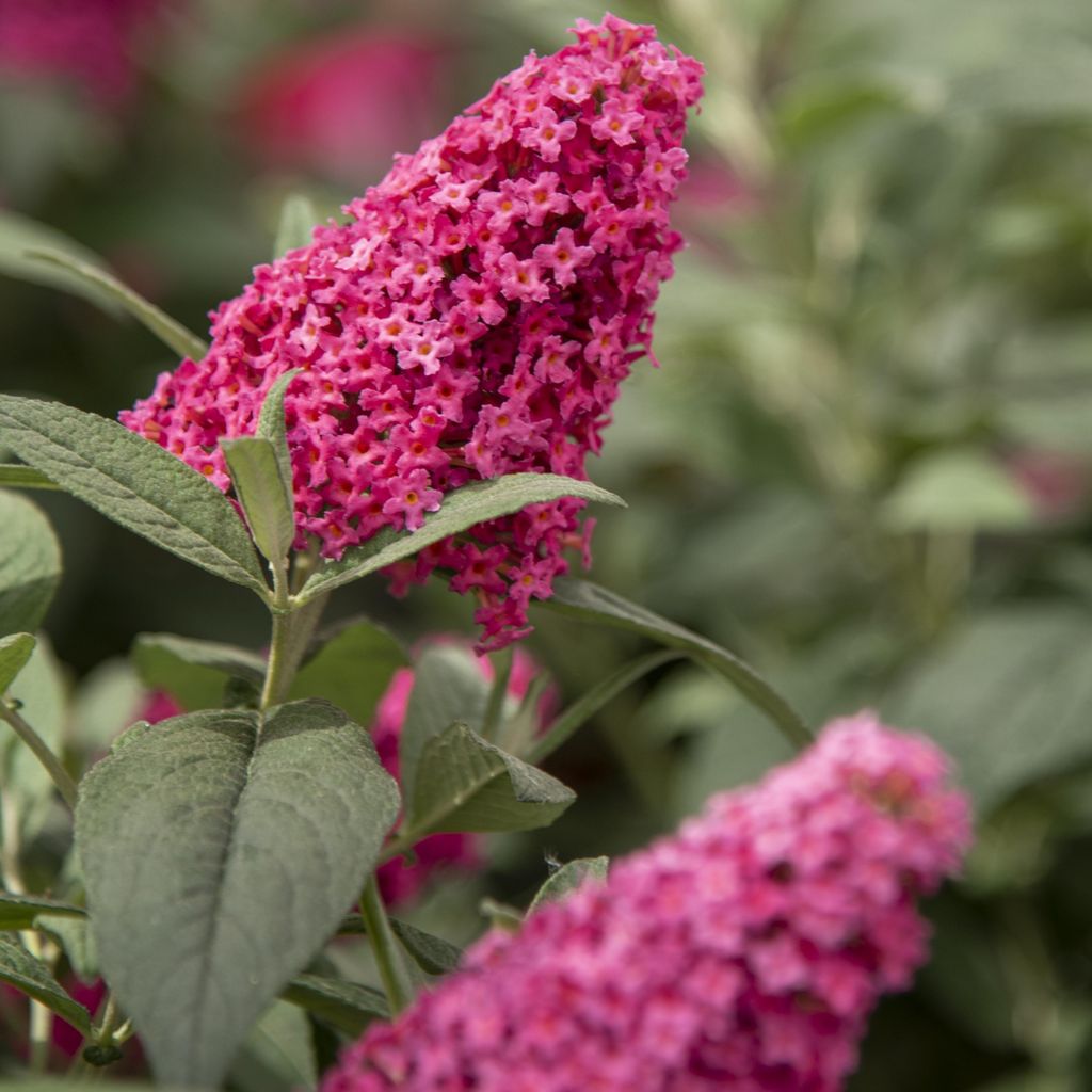 Buddleia Davidii Butterfly Candy ® Little Ruby PBR 2L Immagine del prodotto 