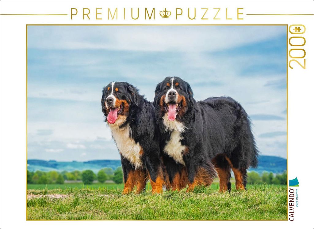 CALVENDO Puzzle Zusammen durch dick und dünn - zwei Berner Sennenhunde | 2000 Teile Lege-Größe 90x67cm Foto-Puzzle für glückliche Stunden