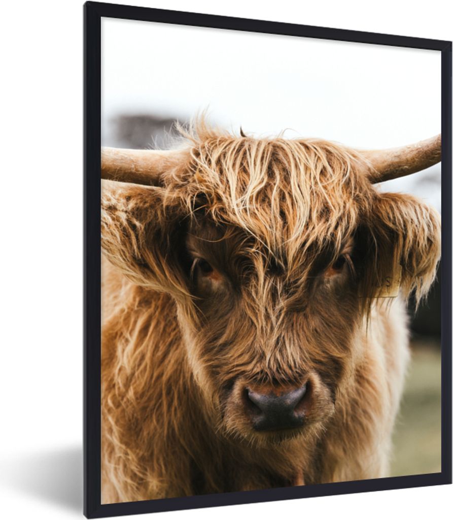MuchoWow Gerahmtes Poster Schottischer Highlander - Kuh - Gras - Tiere - Natur 60x80 cm - Poster mit Schwarzem Bilderrahmen Wandposter Rahmen Fot...