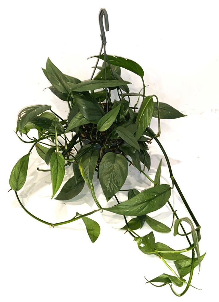 A hanging plant with lush green foliage against a white background.