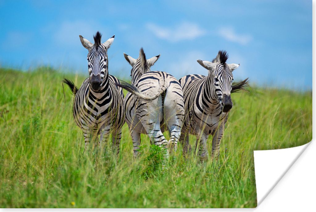 MuchoWow Poster Drei Zebras in der Natur 120x80 cm - Bilder