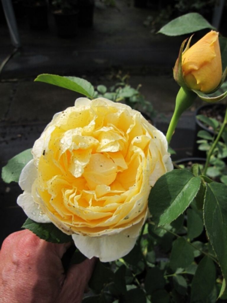 Rosa The Pilgrim - syn. Auswalker - syn. Gartenarchitekt Günter Schulze - Englische Rose - Austin-Rose