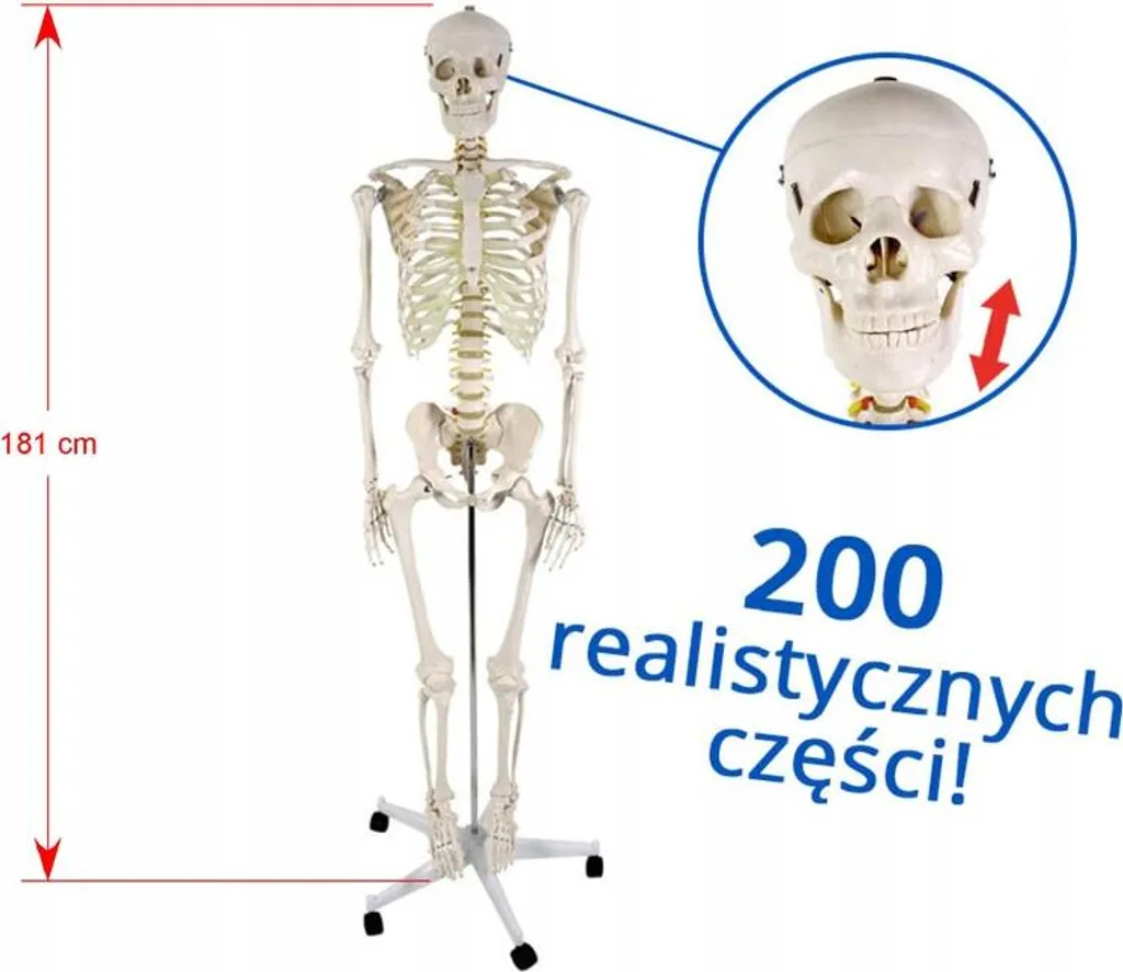 Squelette humain 181 cm pour cabinet de kiné et enseignement scolaire