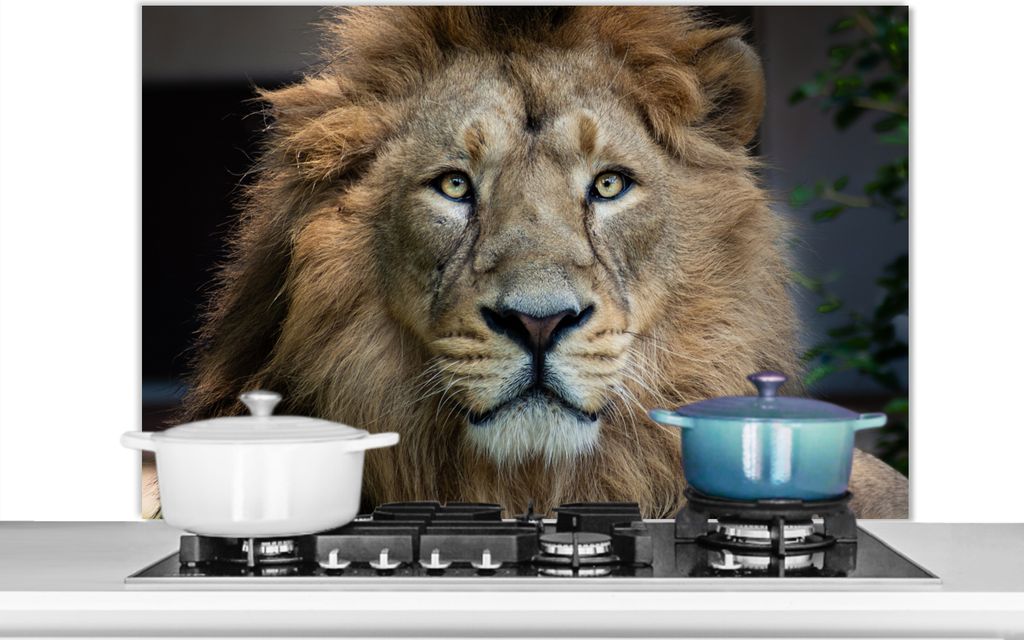 KitchenYeah Spritzschutz Küche - Küchenrückwand - Wandschutz für Herd und Spüle - Löwen - Farbe - Porträt 100x65 - Alu-Dibond (Alternative...