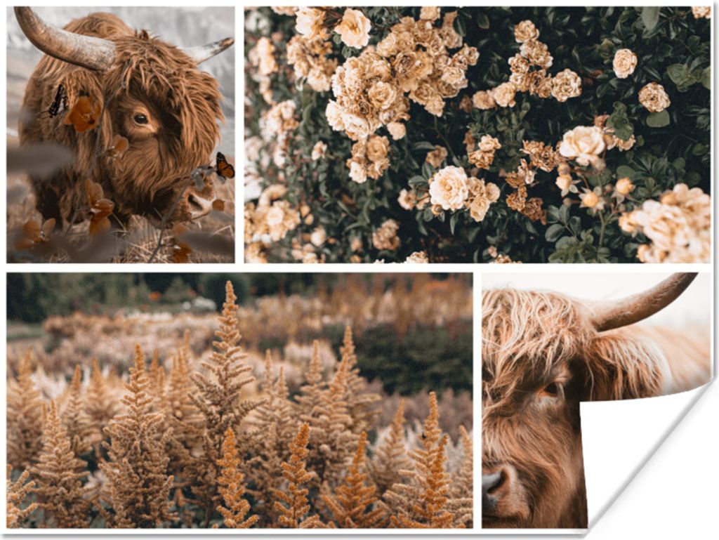 MuchoWow Poster Scottish Highlander - Blumen - Pflanzen 80x60 cm - Kunst für zu Hause