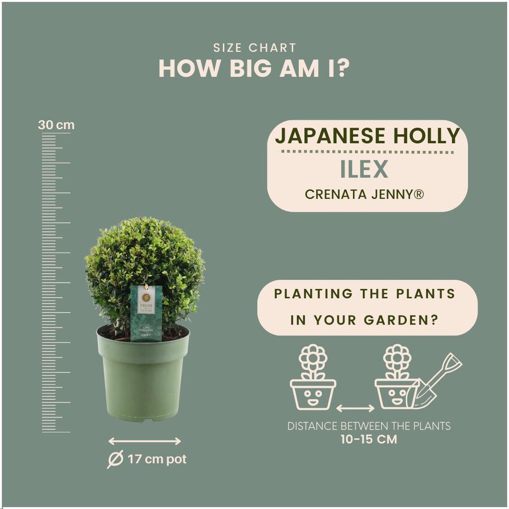 Plants by Frank | Echte Stechpalme Kugel im Holztopf | Ilex