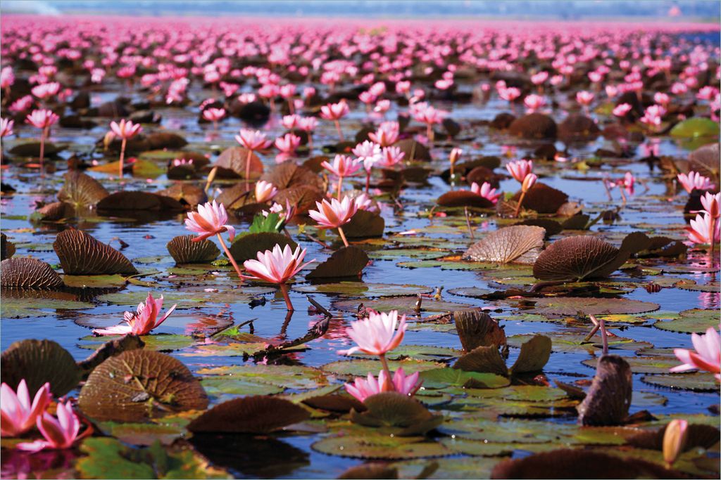 Wallario selbstklebendes Poster - Seerosenlandschaft mit rosa Blüten, Größe: 61 x 91,50 cm