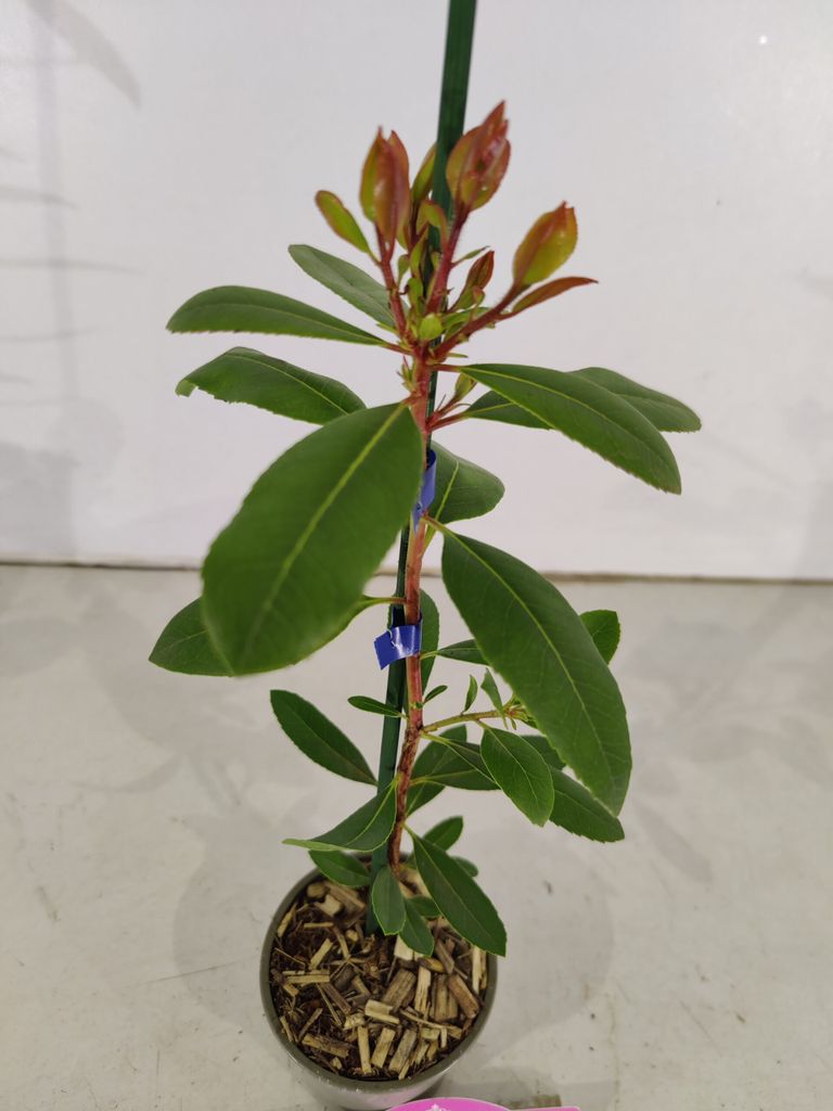 Set mit 4 Erdbeerbaum – Arbutus unedo ‚Cobra‘ – Höhe 35cm – Produktbild 
