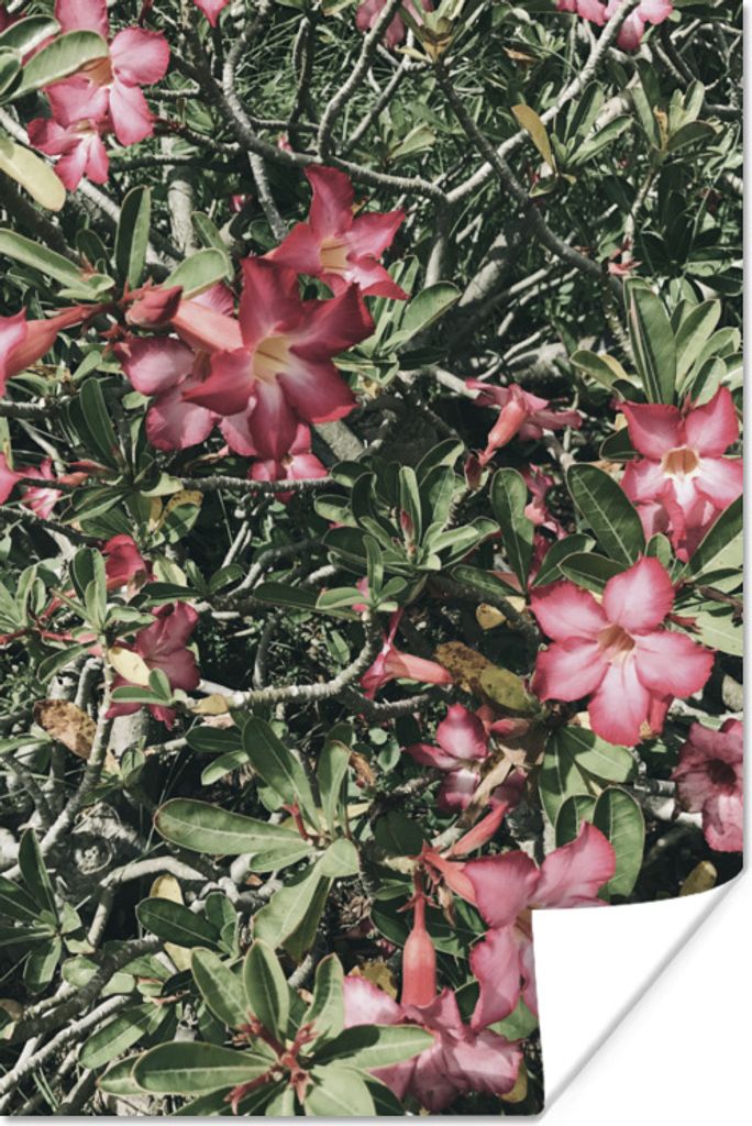 MuchoWow Poster Rosa Blumen als natürlicher Hintergrund 40x60 cm - Plakate für die Wand - Poster Babyzimmer