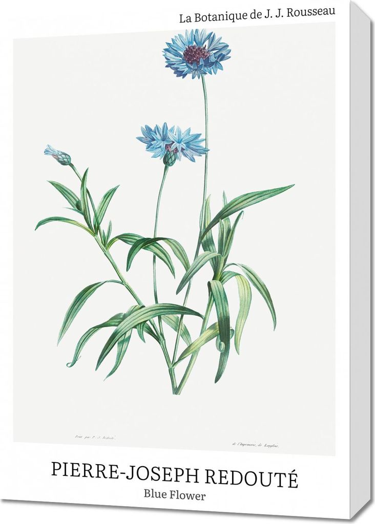 Bild 50x70cm Design Blau Blume, Redoute Vintage für das Wohnzimmer