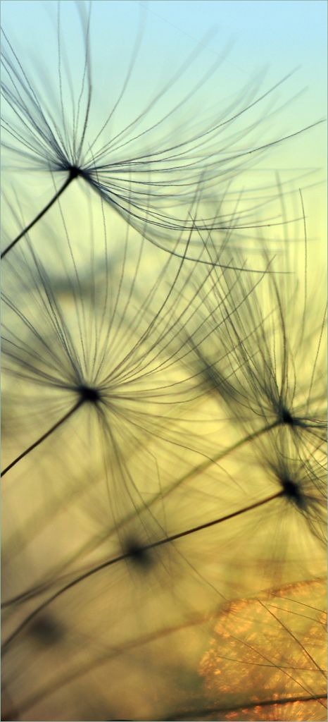 Türtapete Türposter Samen der Pusteblume in Nahaufnahme vor blauem Himmel - Größe: 93 x 205 cm