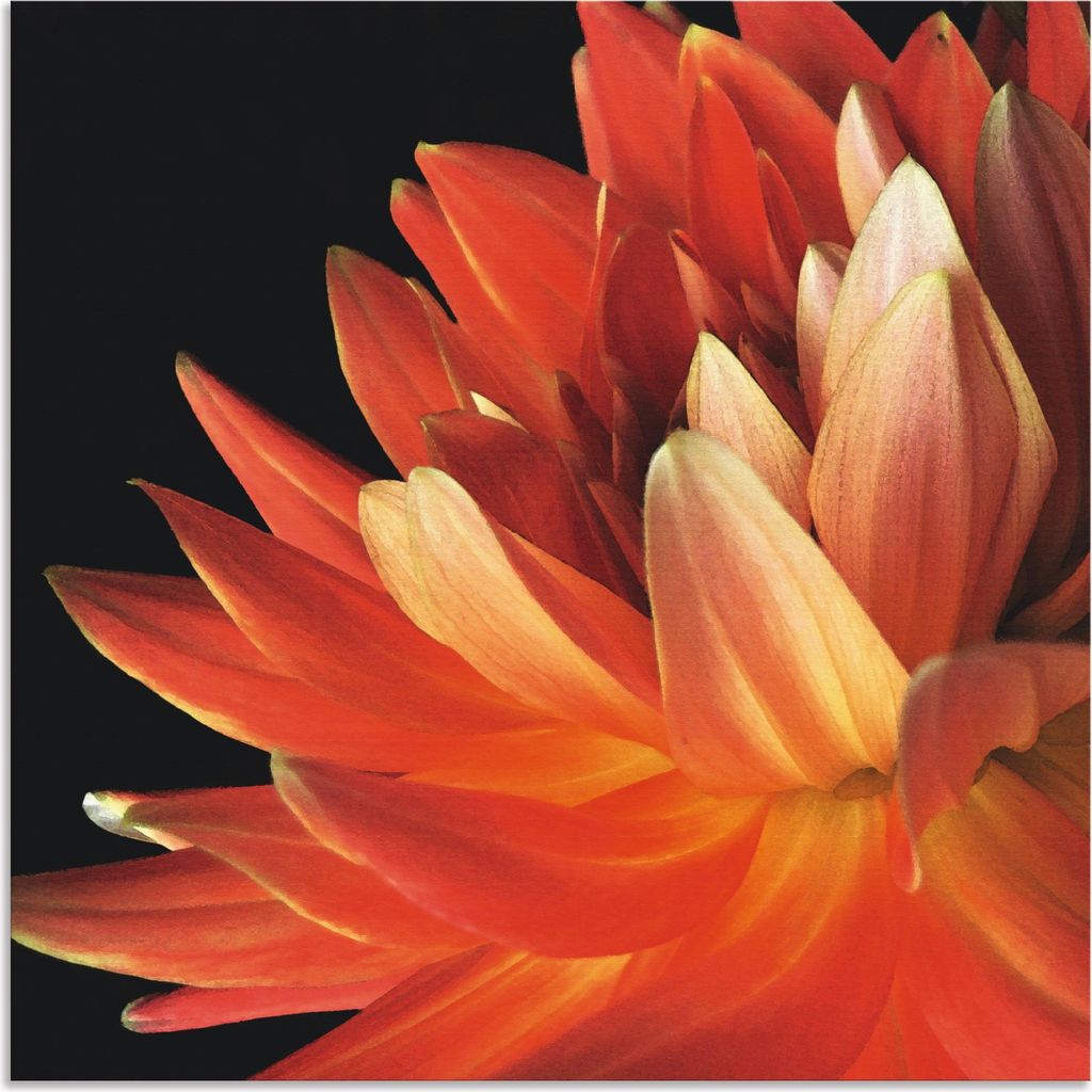 ARTland Wandbild Alu für Innen & Outdoor Rote Dahlie Größe: 50x50 cm