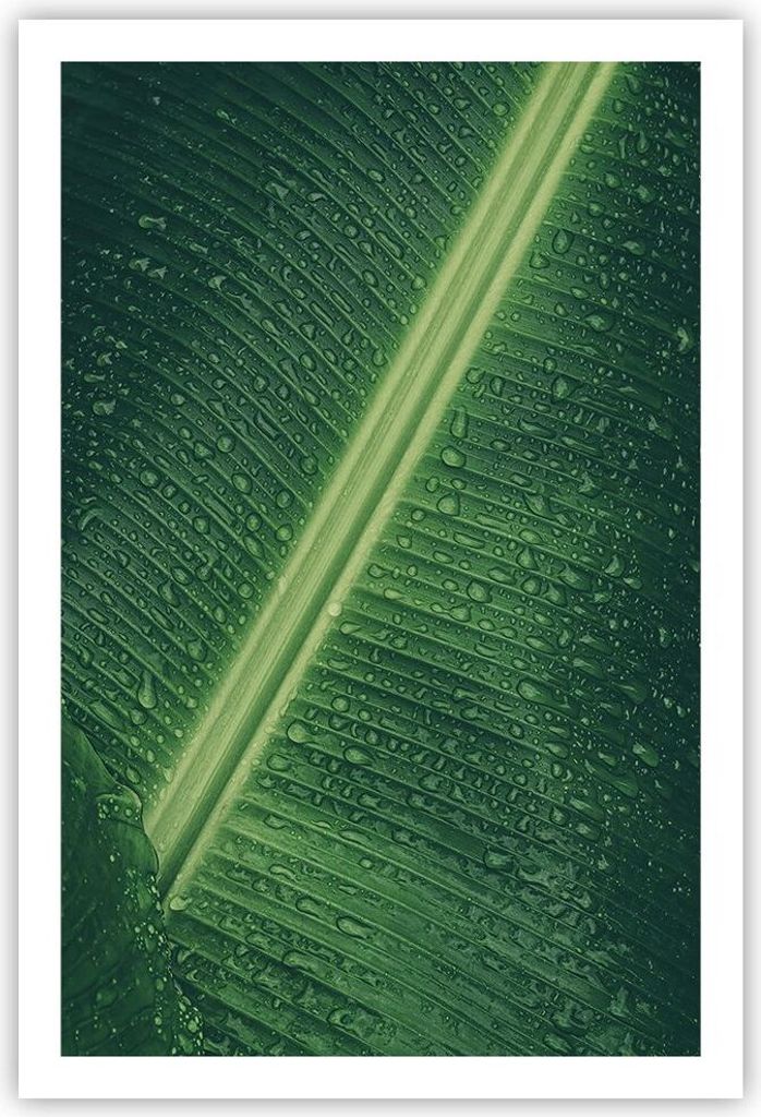 Poster - Poster ohne Rahmen - Makro Blatt Tropfen - 61x91,5 cm - Wand Bild - Wanddeko - Wandbilder - Kunstposter - Wandposter - Bilder - Kunstdruck...