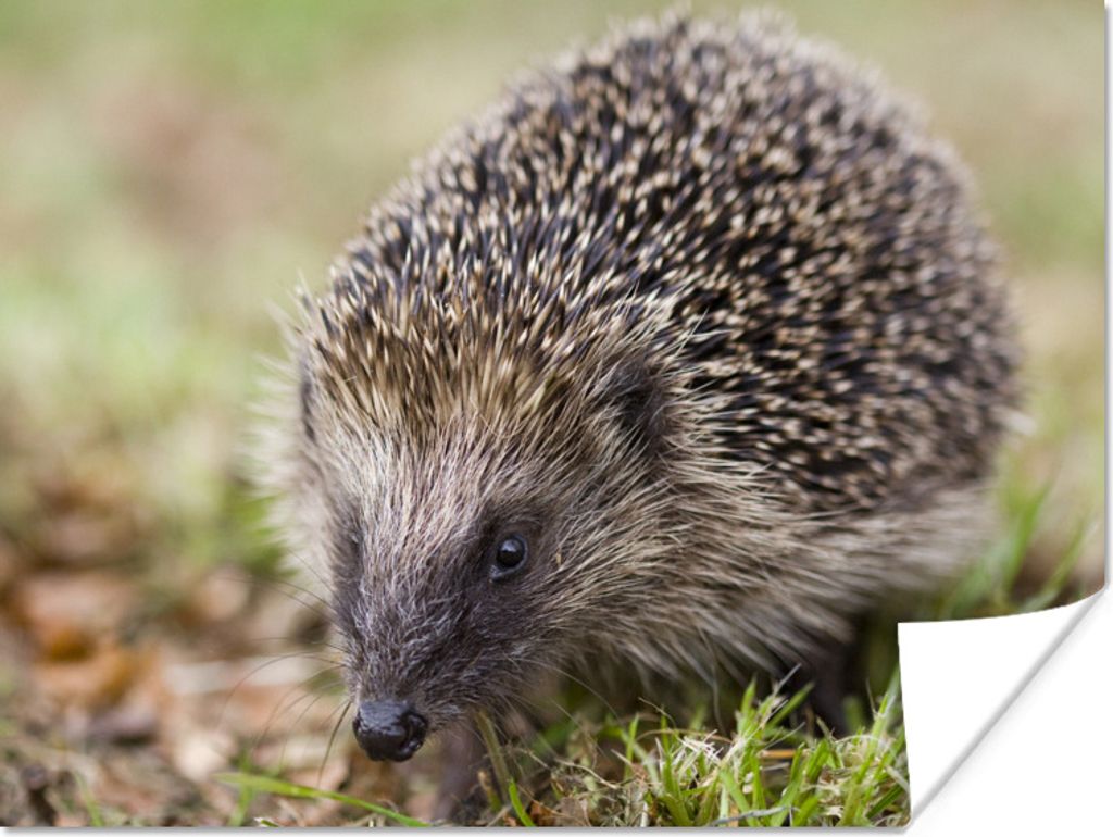 MuchoWow Poster Igel im Gras 80x60 cm - Kunst für zu Hause