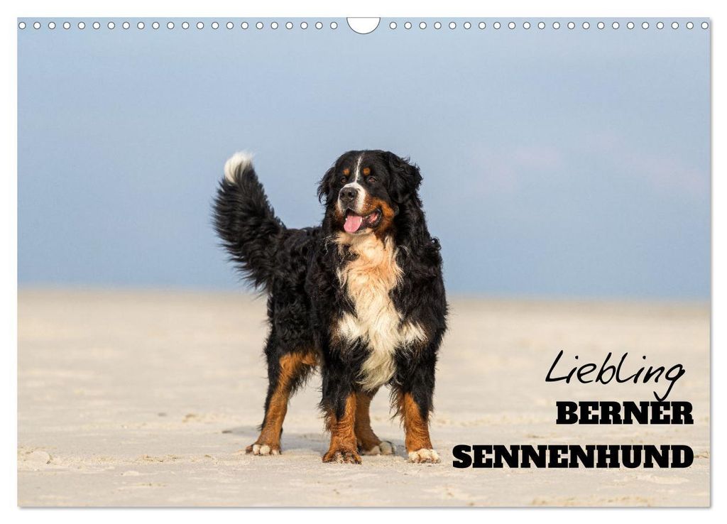 Liebling BERNER SENNENHUND (Wandkalender 2027 DIN A3 quer), CALVENDO Monatskalender