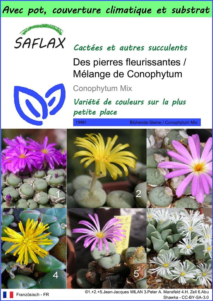 SAFLAX Garden to go - Des pierres fleurissantes / Mélange Image du produit 