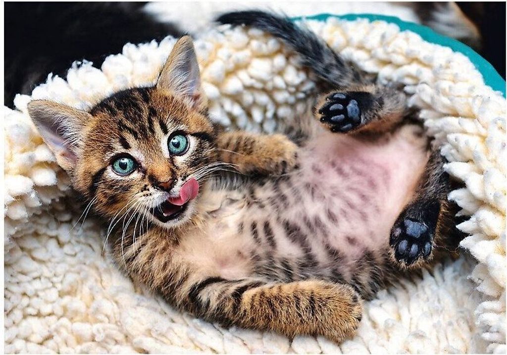 smile＊cat SMILE CAT