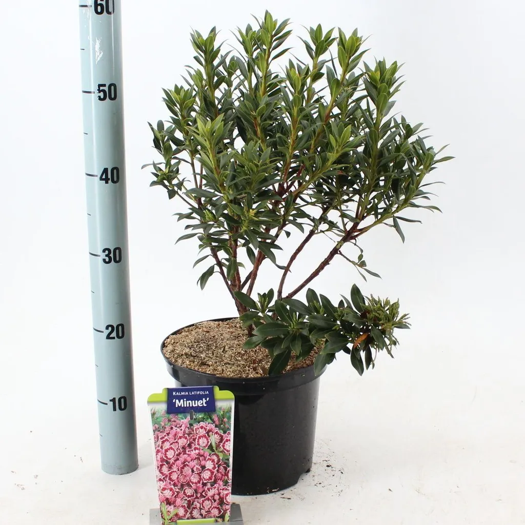 Laurier des montagnes en pot 30-40 cm pour massif d'ombre (Minuet)