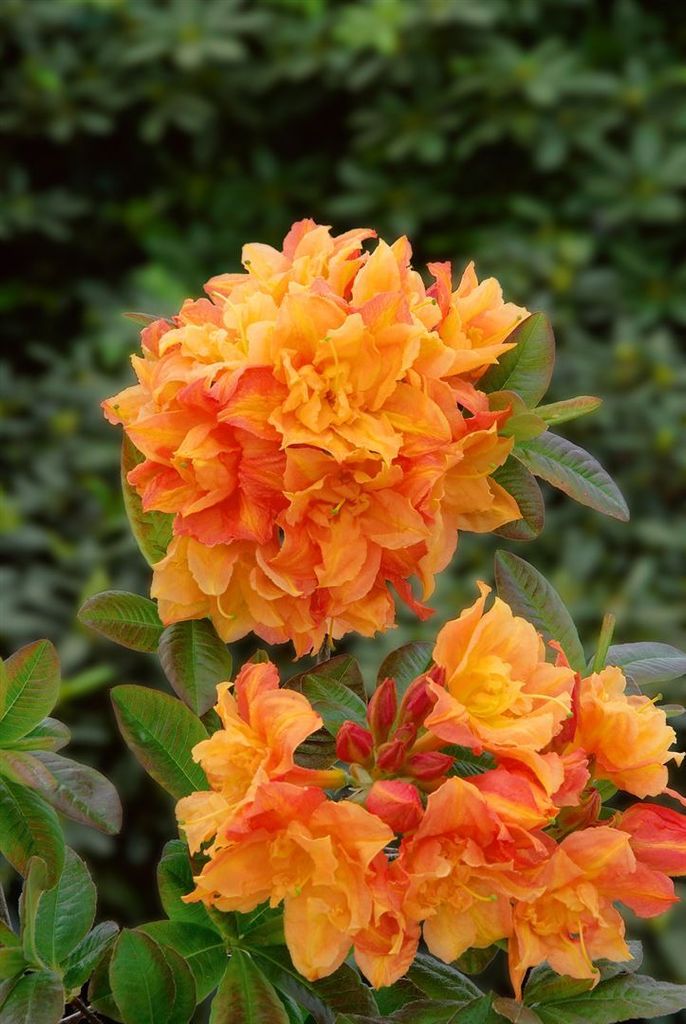 Rhododendron luteum Csardas 40-50 cm, im Topf, immergrün Produktbild 