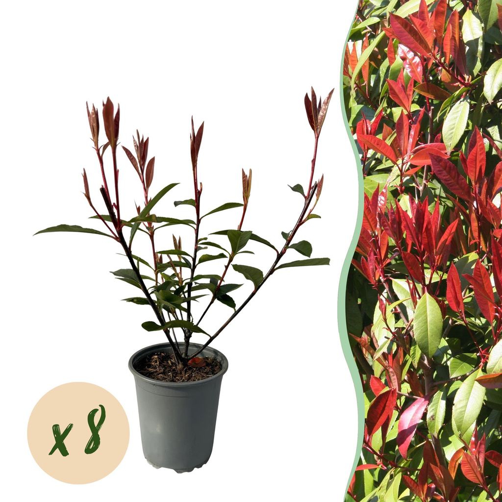 GreenboutiQ - Heckenpflanzen - Photinia fraseri Carre Rouge - rot grün Blatt - 8 Pflanzen - 1 laufender Meter - immergrün - Topf 9cm Höhe 30cm