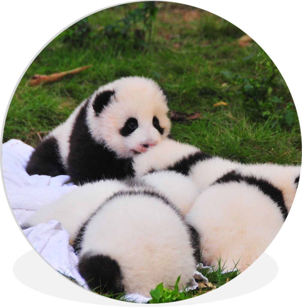 MuchoWow Rundes Wandbild - Runde Bilder Pandas - Gras - Decke Ø 30 cm Kreis Wanddekoration Kunststoff - Wandkreis - Wandschmuck - Schlafzimmer -...