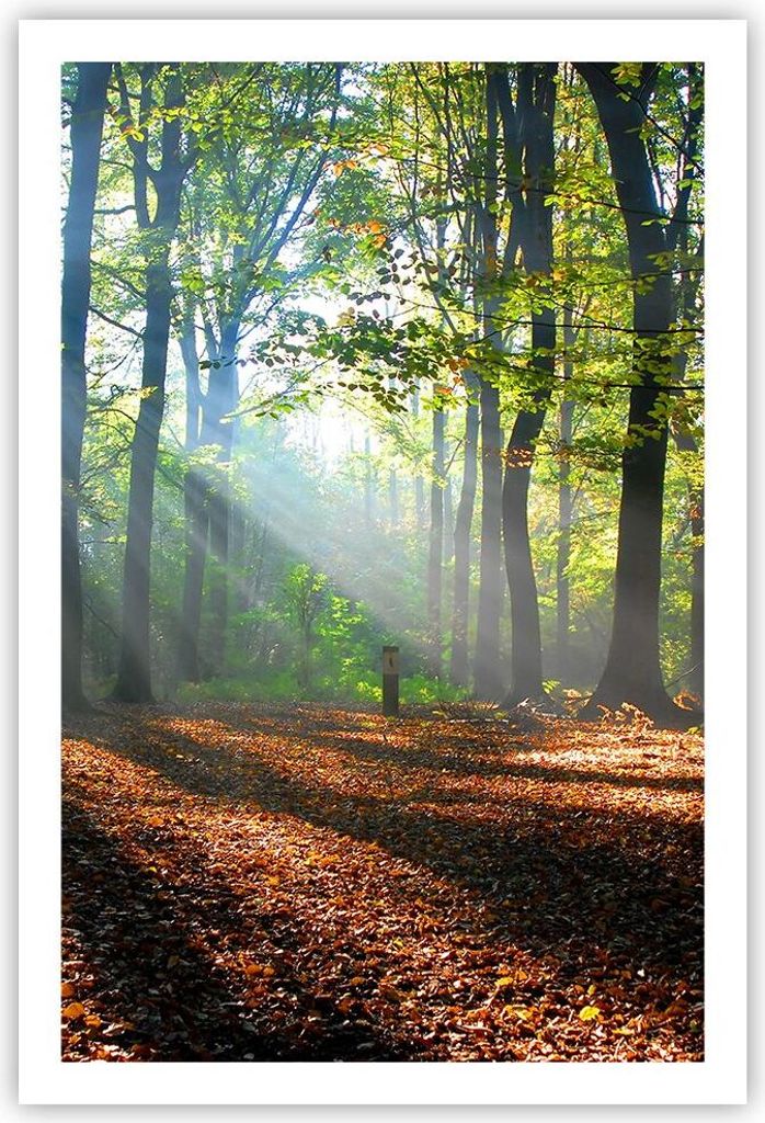 Poster - Poster ohne Rahmen - Wald Blätter Sonne - 61x91,5 cm - Wand Bild - Wanddeko - Wandbilder - Kunstposter - Wandposter - Bilder - Kunstdruck...
