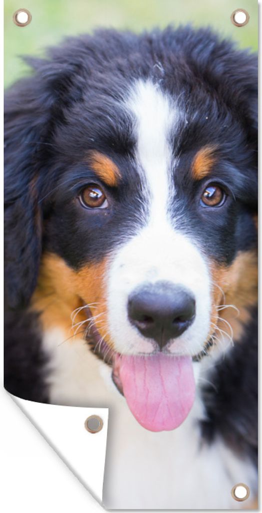 MuchoWow 40x80 cm Outdoor-Poster Gartendeko Sichtschutz Garten Poster für den Garten Berner Sennenhund auf der grünen Wiese