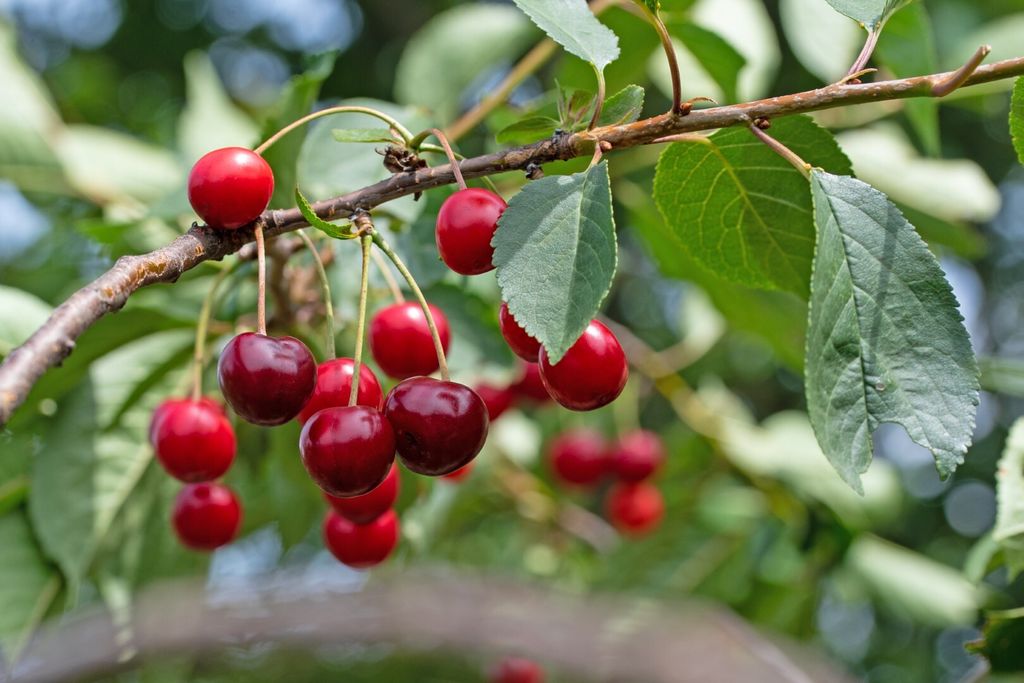 Kirsche Kirschbaum Obstbaum Prunus versch. Sorten und Größen Terrassenobst Busch, Kirsche:Busch Schattenmorelle