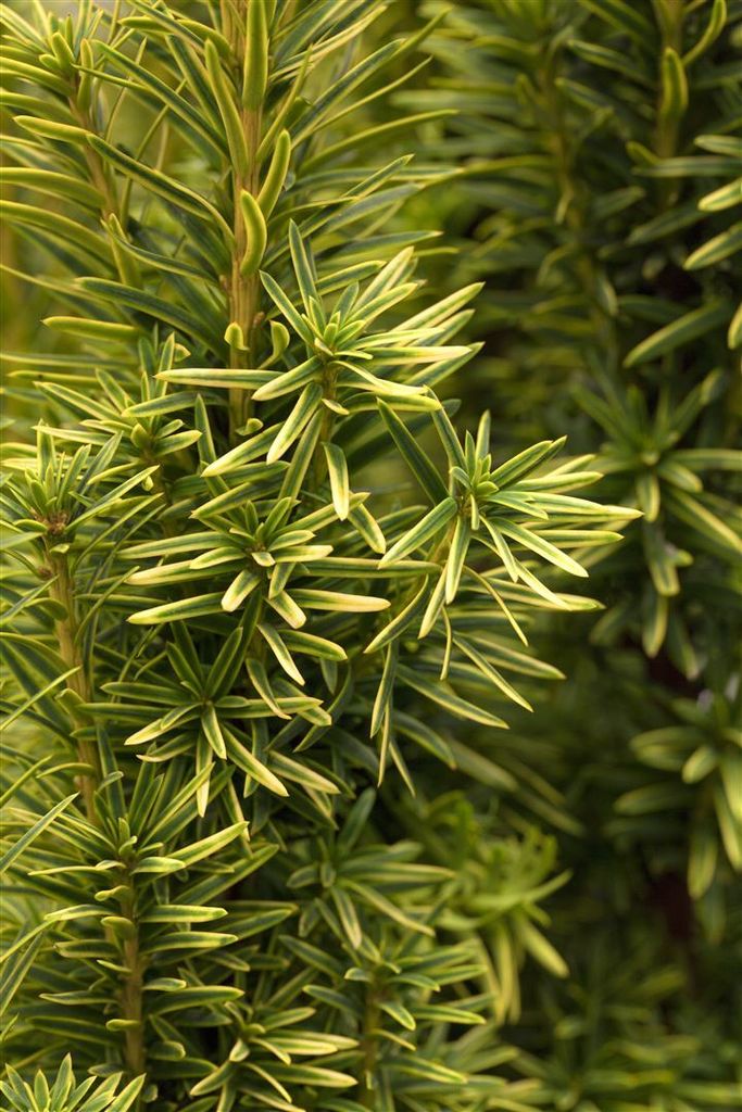 Taxus baccata 'Fastigiata Aurea', Gelbe Säuleneibe, 20–30 cm