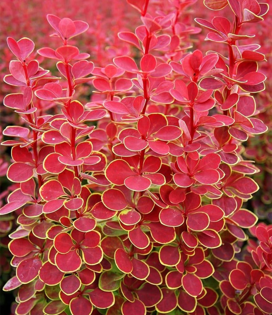 BALDUR Garten 3x Berberitze 'Orange Sunrise', Pflanzen im 9x9 cm-Topf, riesige dunkle Blüten mit orangenen Spitzen, exotische Ausstrahlung in Beet...