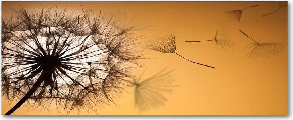 Tulup Küchenrückwand Spritzschutz aus Glas -125x50 -Spritzschutz auf gehärtetes Glas Deko Blumen & Pflanzen Pusteblume