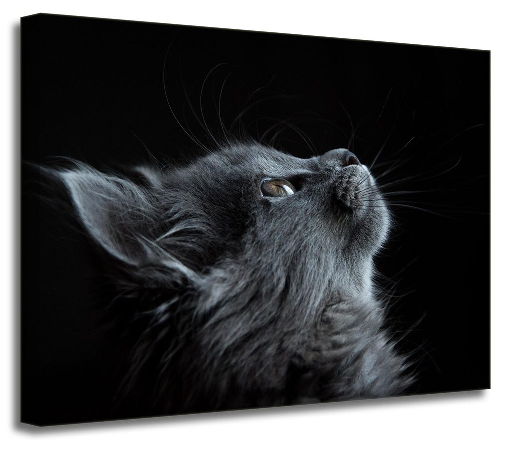 Leinwanddruck Tiere Perserkatze 40x30 cm