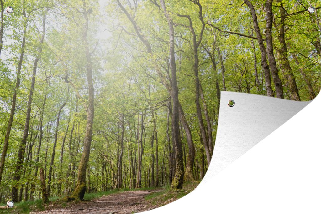 MuchoWow 60x40 cm Outdoor-Poster Gartendeko Sichtschutz Garten Poster für den Garten Hohe Bäume wachsen an einem sonnigen Tag in den Ardennen