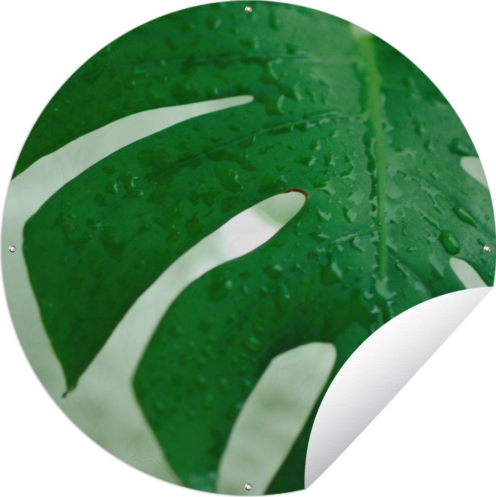 MuchoWow Gartenposter Outdoor-Poster Rund Nahaufnahme von Tröpfchen auf einem Blatt der Käsepflanze (Monstera deliciosa) Ø 120 cm Gartendeko R...