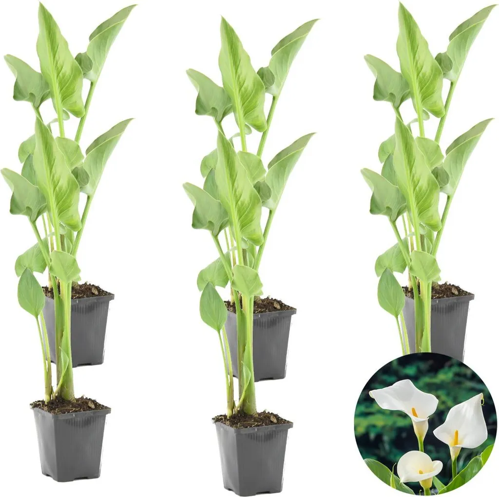 Plante de bassin Arum blanc Zantedeschia Aethiopica vivace rustique en lot