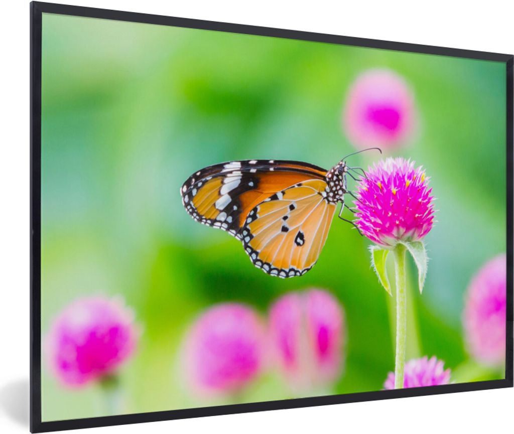 MuchoWow Gerahmtes Poster Landleben - Schmetterling - Distel - Blume 90x60 cm - Poster mit Schwarzem Bilderrahmen Wandposter Rahmen Foto Bilder -...