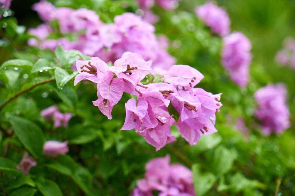 BIOPON Dnger fr Kletterpflanzen und Clematis 1kg Dnger