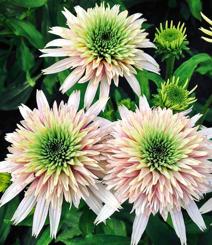 BALDUR Garten 5x Echinacea Cherry Fluff, Knollen in Größe I, winterharte Staude, mehrjährig & pflegeleicht, blühend, Schnittblume, Echinacea pu...